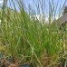 Ostrevka - Sesleria autumnalis, kont. P9